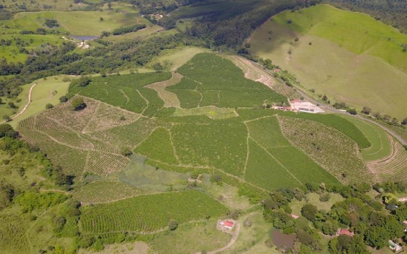 SÍTIO - PRODUÇÃO DE CAFÉ.